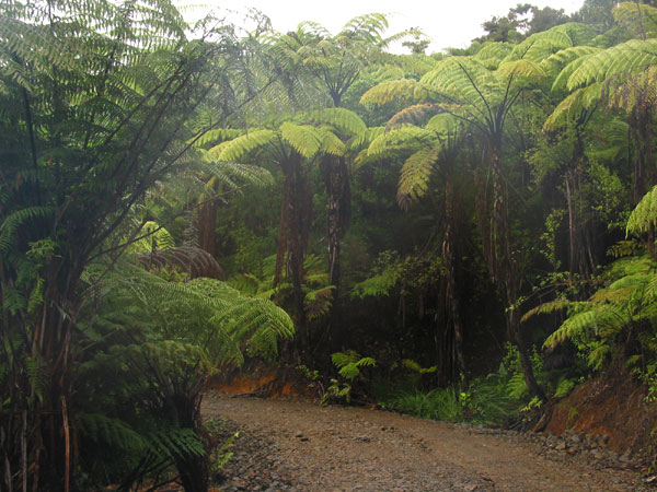 Новозеландский папоротник, Коромандел, Новая Зеландия (Coromandel, New Zealand)