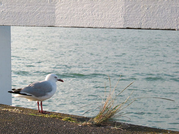 Окленд, Новая Зеландия (Auckland, New Zealand)