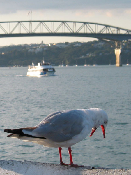 Aaa...???, Окленд, Новая Зеландия (Auckland, New Zealand)