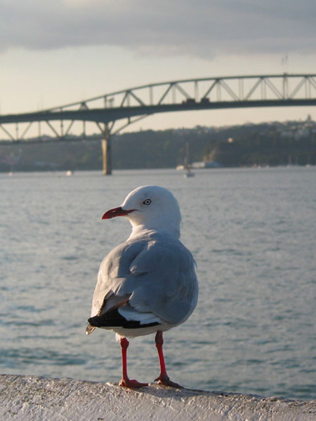 Портрет Незнакомки, Окленд, Новая Зеландия (Auckland, New Zealand)