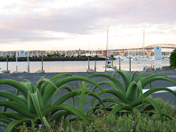 Окленд, Новая Зеландия (Auckland, New Zealand)
