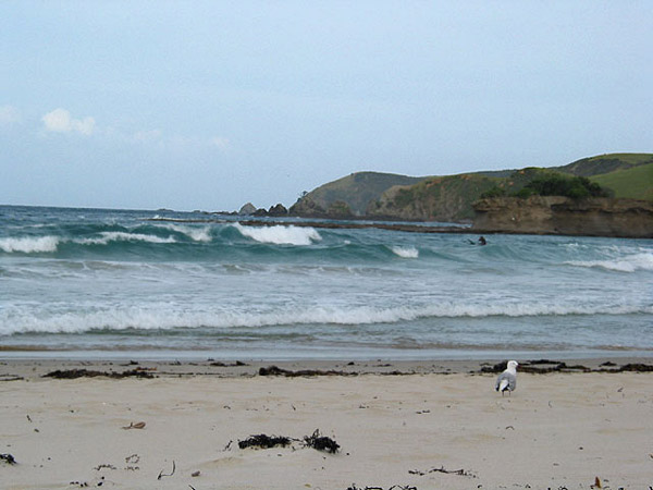 Окленд, Новая Зеландия (Auckland, New Zealand)