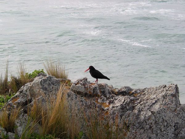 Кулик-сорока, он же Oystercatcher, Tawharanui Regional Park, Окленд, Новая Зеландия (Tawharanui Regional Park, Auckland, New Zealand)