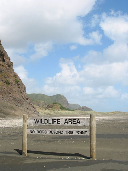 Дичь заказывали?, Karekare, Окленд, Новая Зеландия (Karekare, Auckland, New Zealand)