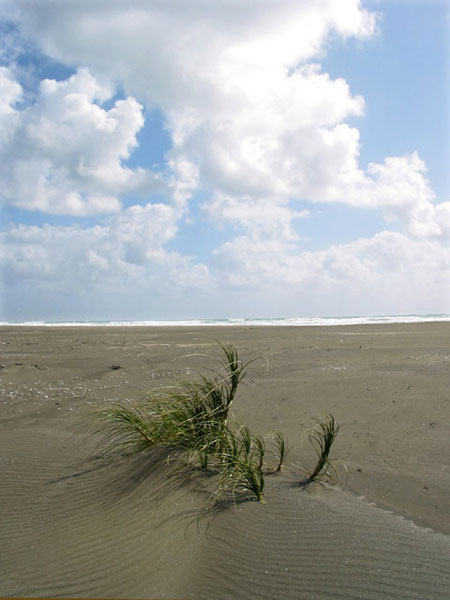 Оазис, Karekare, Окленд, Новая Зеландия (Karekare, Auckland, New Zealand)