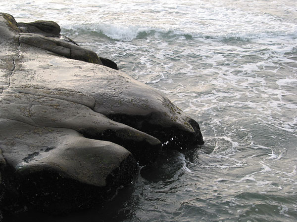 Лапа морского зверя, Окленд, Новая Зеландия (Auckland, New Zealand)