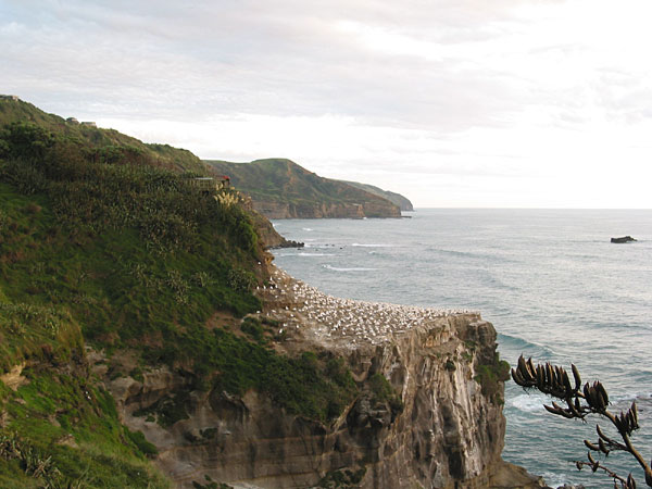 Окленд, Новая Зеландия (Auckland, New Zealand)