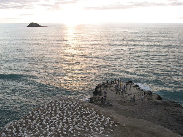 Рыбаки и птицы. Гнездовье олуш., Окленд, Новая Зеландия (Auckland, New Zealand)