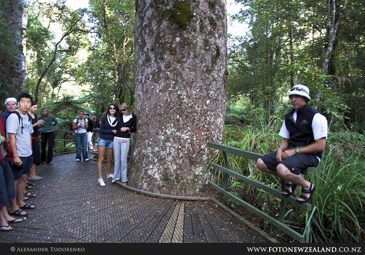 Puketi Kauri Forest, Puketi Forest, Новая Зеландия (Puketi Forest, New Zealand)