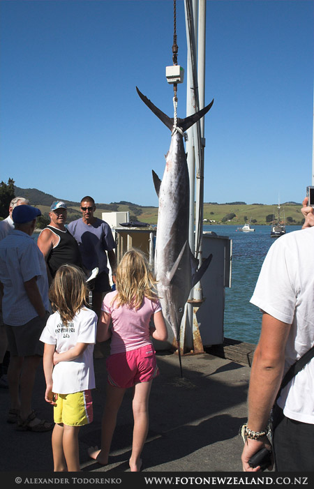  Марлин, Mangonui, Новая Зеландия (Mangonui, New Zealand)