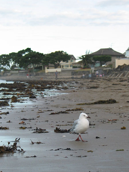 Чайка на пляже после шторма, много водорослей разбросано вокруг, Milford Beach, Auckland, New Zealand