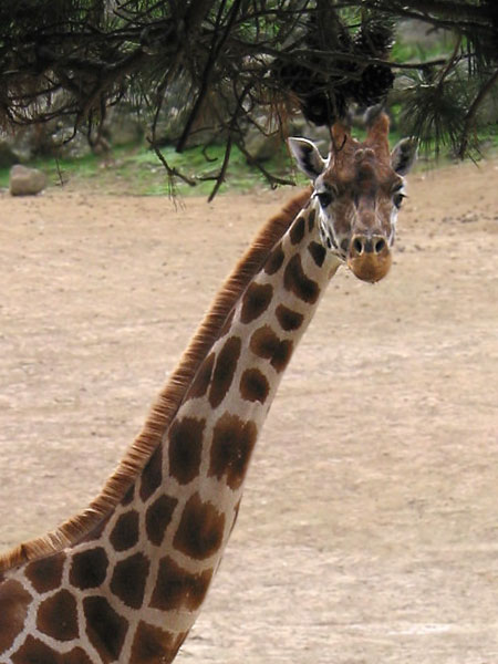 Auckland Zoo, Auckland, New Zealand