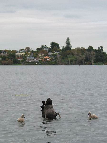 Однажды лебедь, рак и щука... :), Auckland, New Zealand
