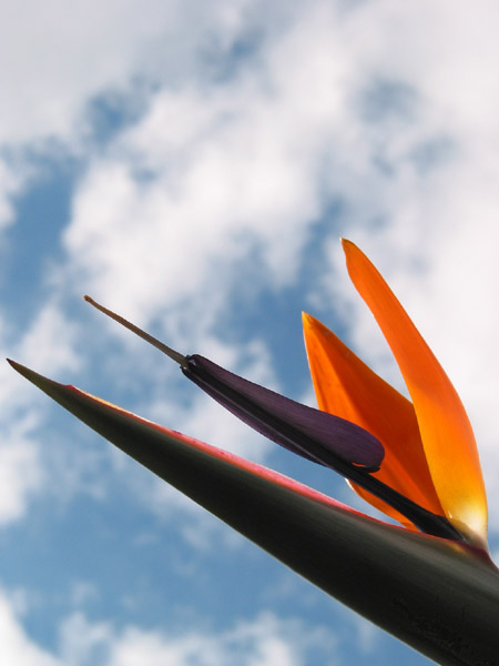 Райская птица, Albert Park, Auckland, New Zealand