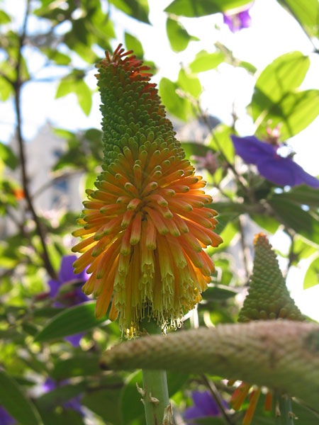 Книпхофия ягодная (Kniphofia Uvaria), Albert Park, Auckland, New Zealand