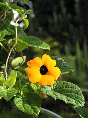 Осенние цветы, Auckland, New Zealand