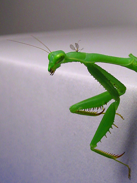 Хищник в гостях, Auckland, New Zealand