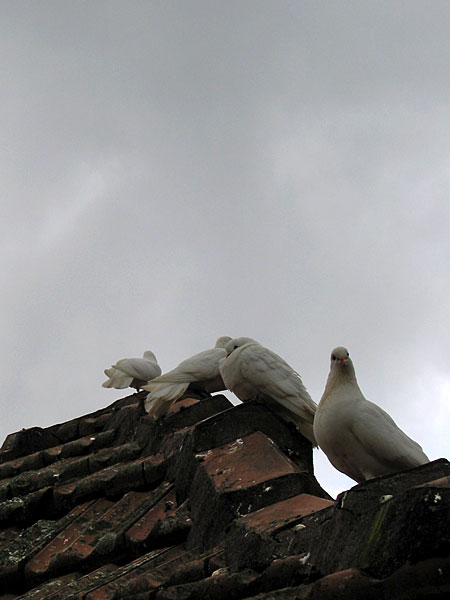Красавцы голуби в садах Гамильтона, Hamilton Gardens, New Zealand