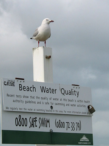 На посту, Auckland, New Zealand