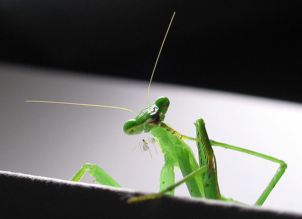 Богомол-мыслитель, Auckland, New Zealand