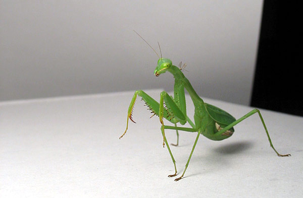 Богомол (Praying Mantis), Auckland, New Zealand