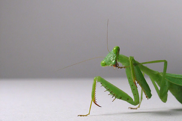 Т-с-с-с...!, Auckland, New Zealand