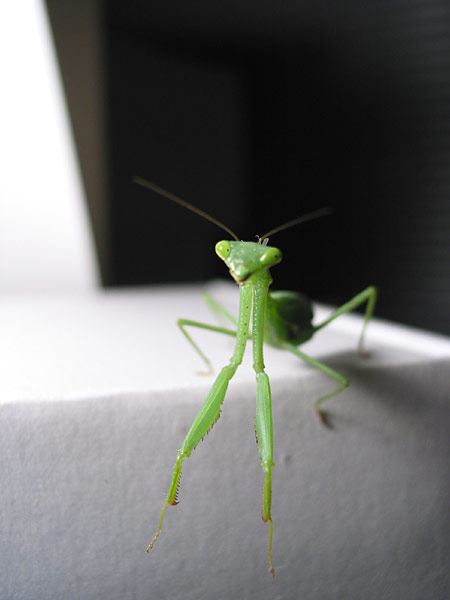 Разрешите полюбопытствовать, Auckland, New Zealand