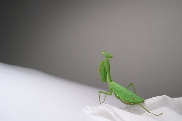 Месяц под знаком богомола подошел к концу :), Auckland, New Zealand