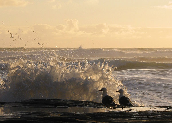 Обозреватели, Muriwai Beach, Auckland, New Zealand