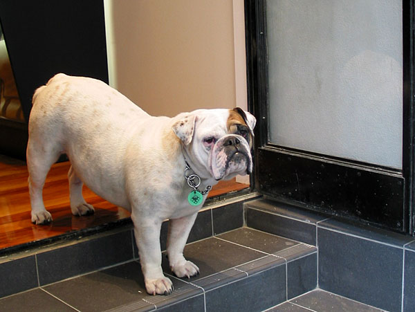 Собака бульдог, Auckland, New Zealand