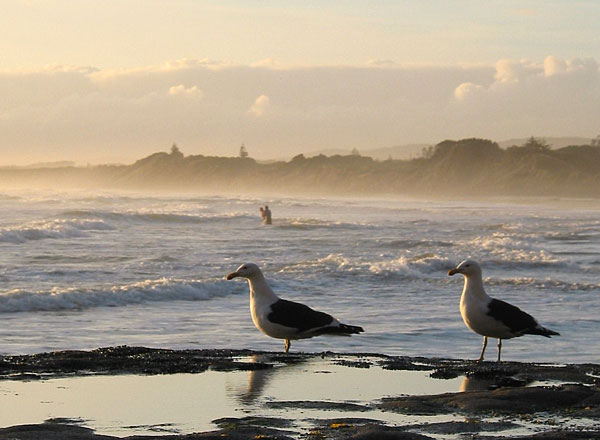Моржи, Muriwai Beach, Auckland, New Zealand