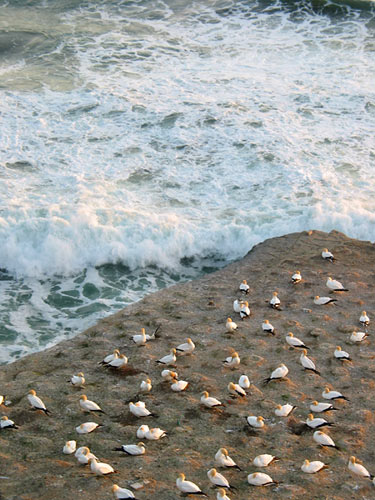 Гнездовье Олуш на пляже Мюривай, Muriwai beach, Auckland, New Zealand