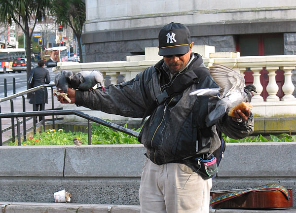Кормилец голубей, Aotea Square, Auckland, New Zealand