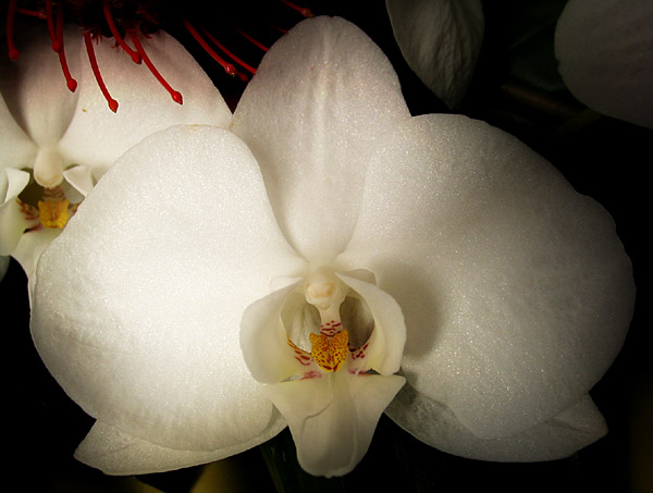 Орхидея, Auckland, New Zealand