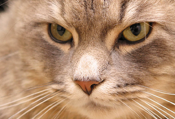 Кот Василий сердится, Auckland, New Zealand