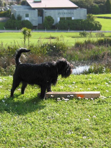 Апорт, Unitec, Auckland, New Zealand