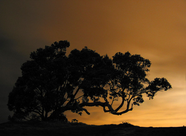 Дерево на берегу океана, подсвеченное огнями ночного города, Milford Beach, Auckland, New Zealand
