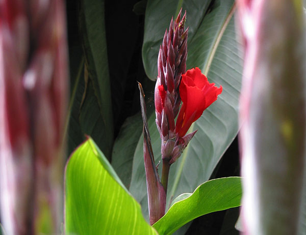 Аленький цветочек, Albert Park, Auckland, New Zealand