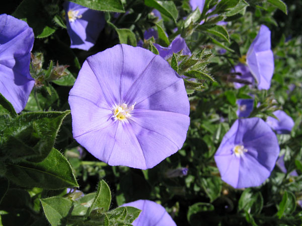 Цветы Утреннее Сияние (Ipomoea Violacea), Milford, Auckland, New Zealand