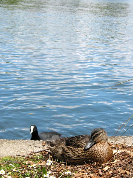 Дичь. Парк Western Springs, Auckland, New Zealand