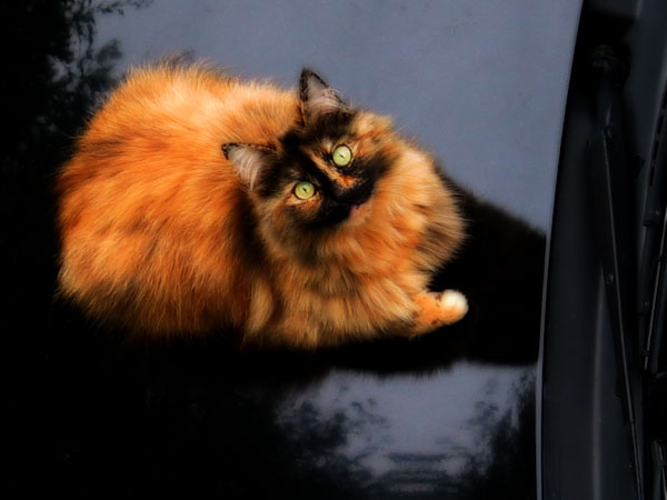 Огненная киска, Auckland, New Zealand