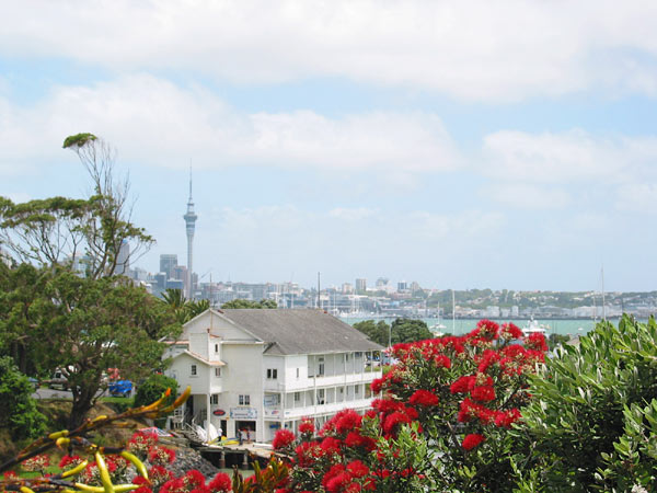 Окленд. Красные цветы Pohutukawa, Auckland, New Zealand