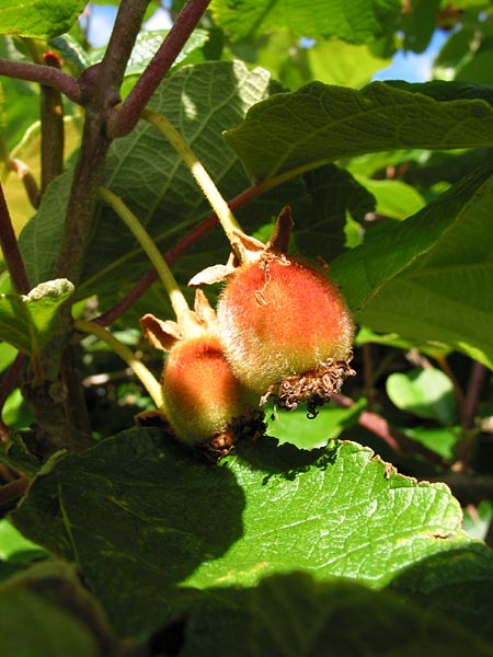 Киви Фрукт, Auckland, New Zealand
