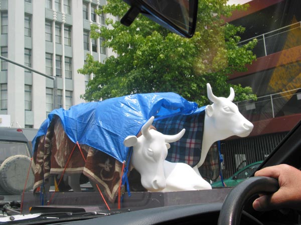 Новозеландские экологически чистые коровы, Auckland, New Zealand