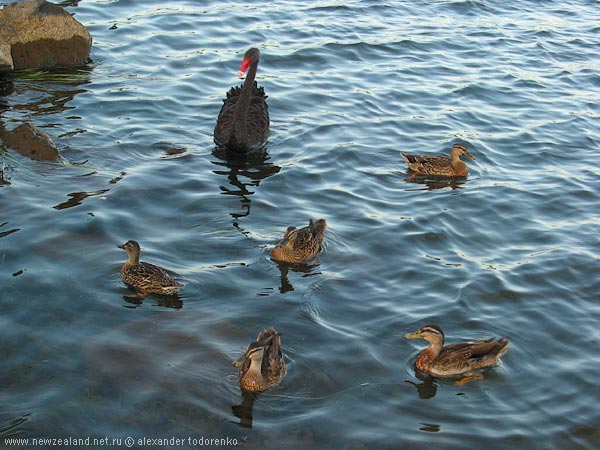 Синхронное плавание, Lake Pupuke, Auckland, New Zealand