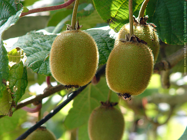 Повзрослевшие киви, Auckland, New Zealand