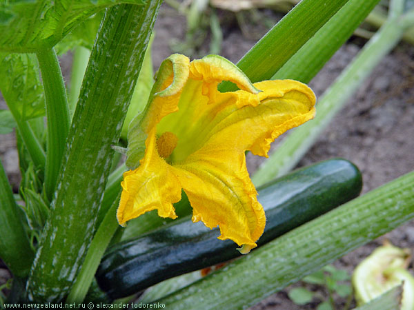 Кабачок-с, он же courgette, в цвету, Auckland, New Zealand