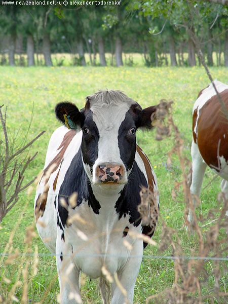 &laquo;Оба-на! Нас снимают...&raquo;, Auckland, New Zealand
