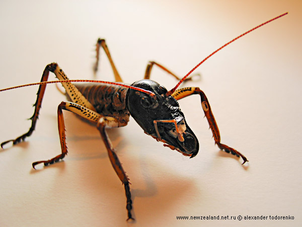 Weta  новозеландский кузнечик, Auckland, New Zealand