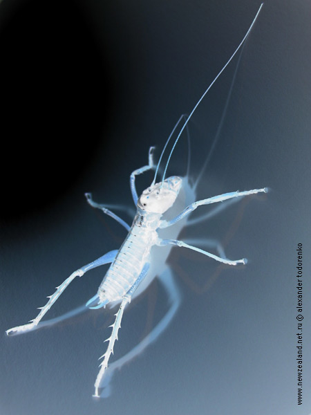 Weta Ночной дьявол, Auckland, New Zealand